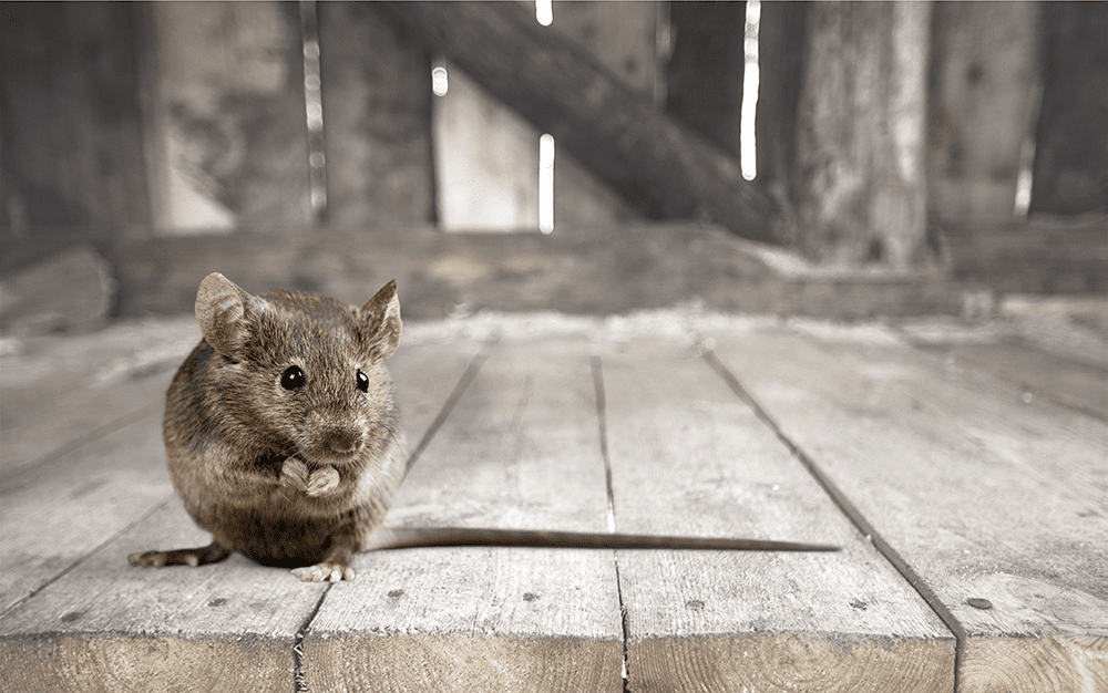 promo_blogue_souris