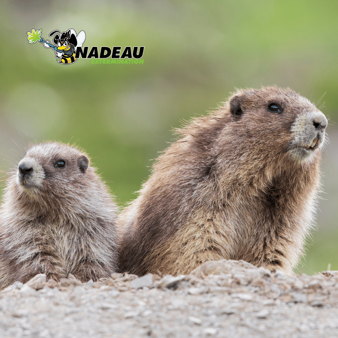 deux marmotte, la maman et sont petit a la sortie de leur terrier. identification de petit animaux de nadeau extermination