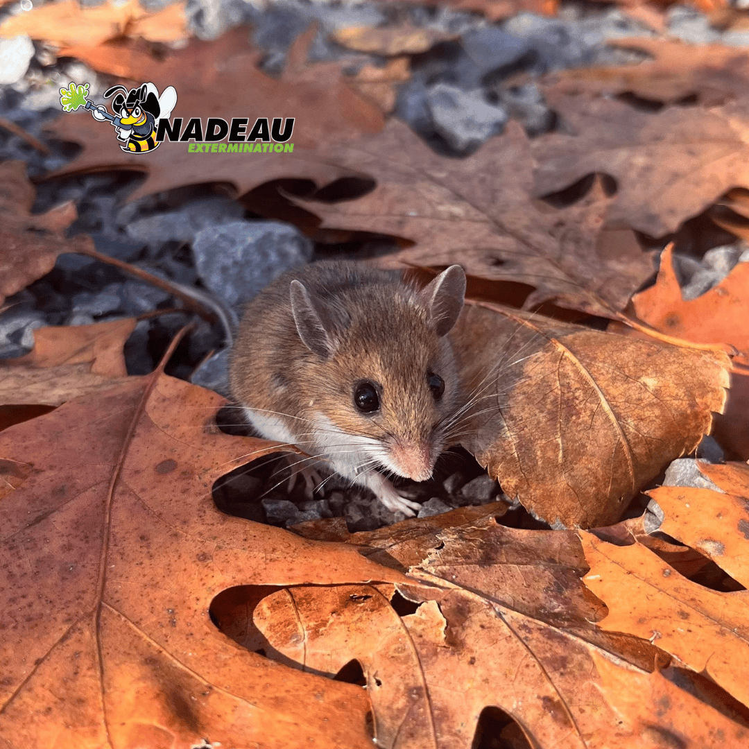 Petite souris brune en automne perdu dans les feuille avec le logo de nadeaau extermination