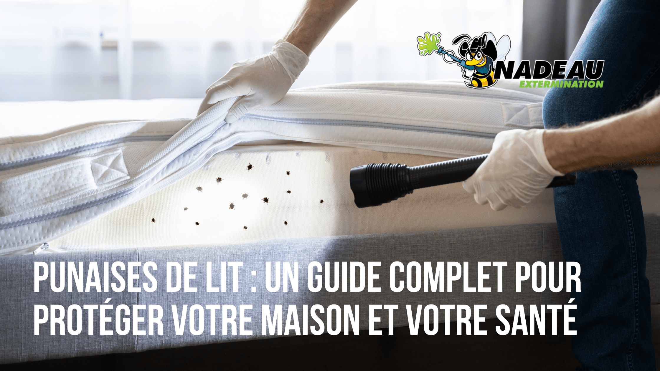 Punaises de lit : un guide complet pour protéger votre maison et votre